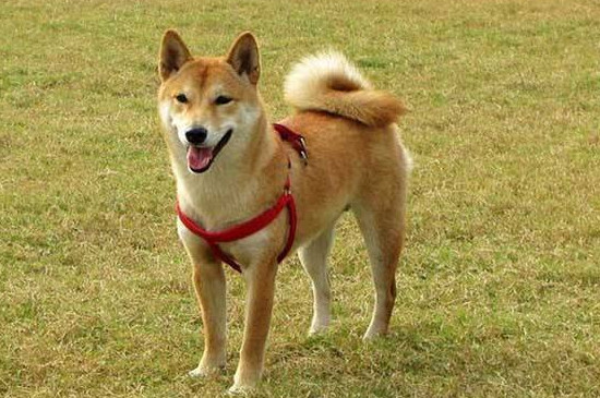 柴犬智商排名第几