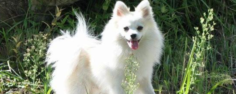 德国狐狸犬有什么缺点