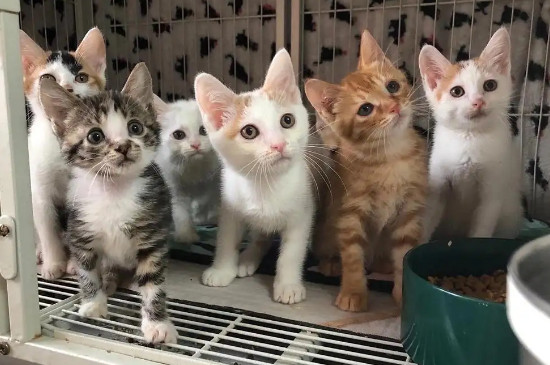 猫在笼子里一直叫怎么办