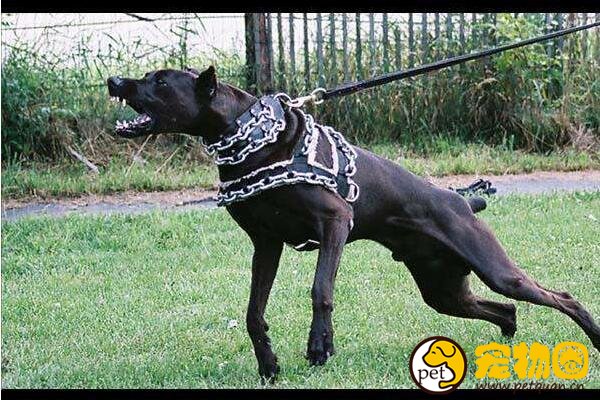 杂交四十年才培育成功的美国犬，一只番兽最低价16万人民币