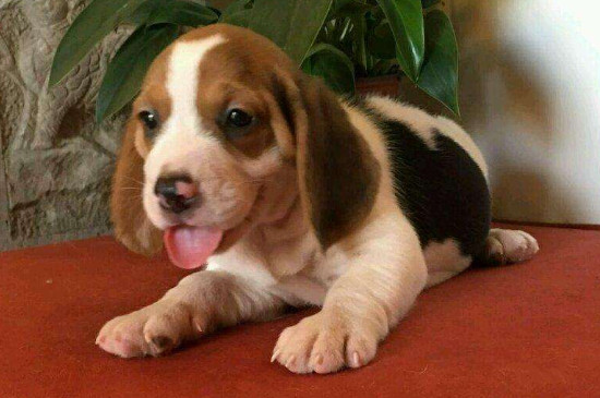 为什么不能打比格犬