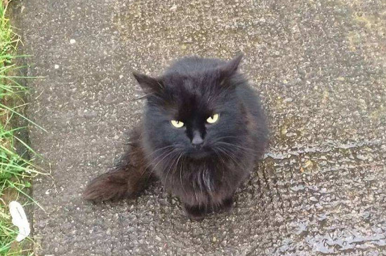 黑猫长白毛怎么回事，黑猫长出很多白色杂毛怎么办