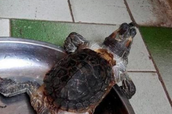 小乌龟的生活特点及外形