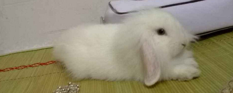 垂耳兔粘人吗