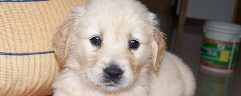 一个月幼犬吃什么