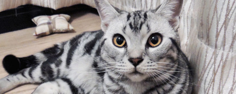 美短猫优缺点