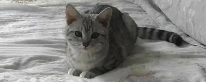 三个月的猫一天吃几颗猫粮