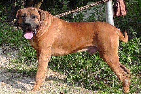 世界十大猎犬品种排名，山区打猎最厉害的狗图片