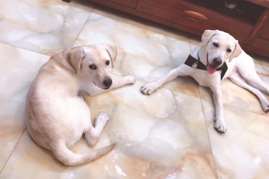 女生适合养的护卫犬