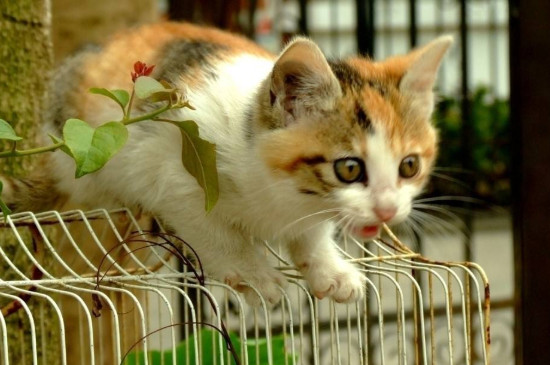 猫耳螨用什么药