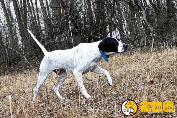 波音达猎犬是四犬杂交，嗅觉非常灵敏的指示猎犬(可做家庭犬)