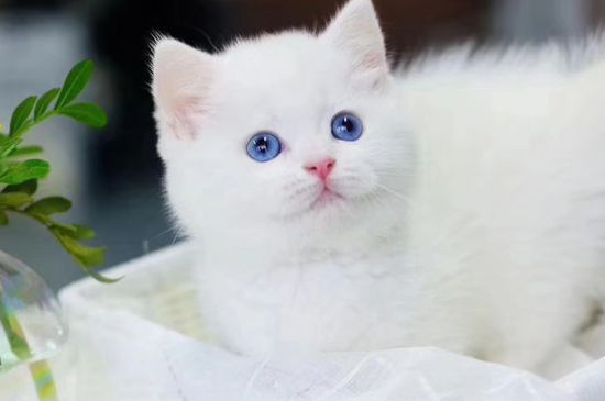 生小猫间隔多久生一只