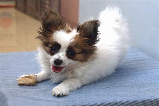 蝴蝶犬幼犬的特征，耳朵自立性格活泼身形较小