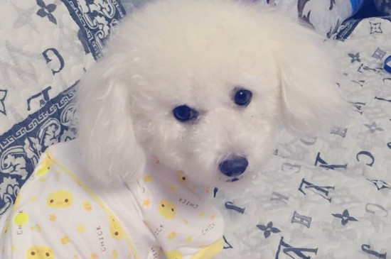 比熊犬与泰迪犬的区别