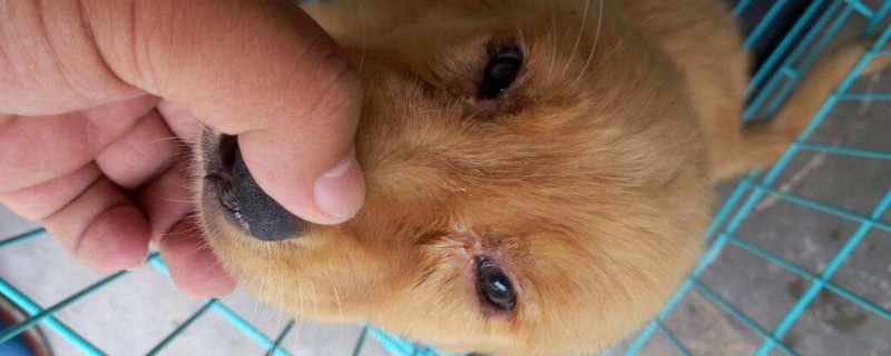 狗狗眼屎多怎么办