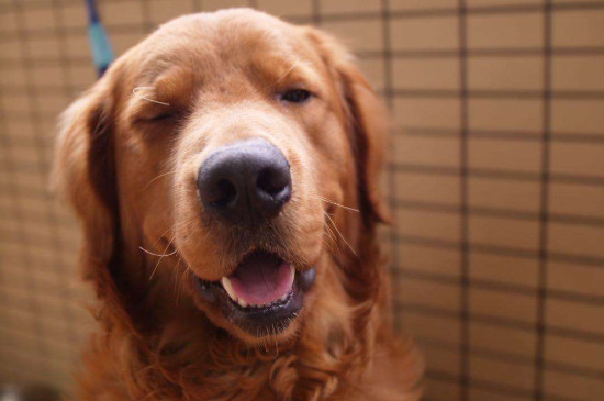 金毛犬性格有什么特点，太兴奋活泼什么时候稳定下来