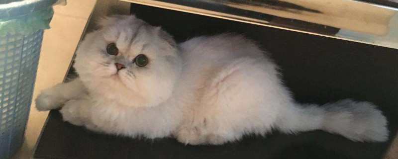 为什么折耳猫不能养