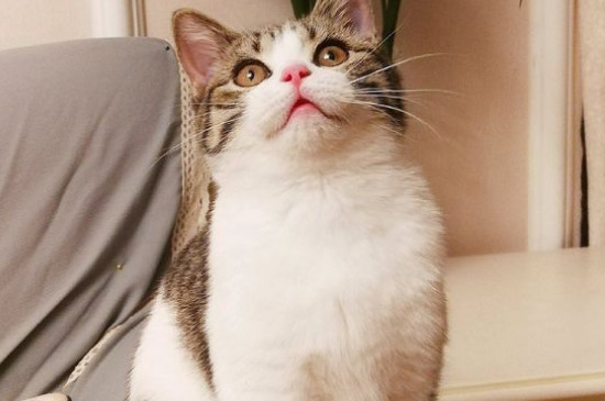 猫的眼睛是什么颜色