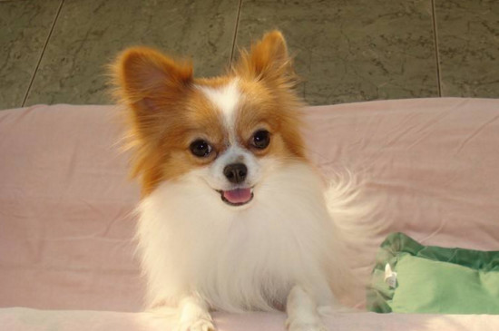 蝴蝶犬的价格，一般在1200～5000元左右品相越好越贵