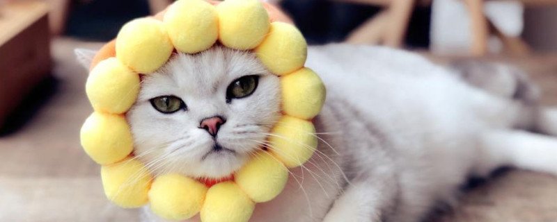 吸猫到底是对猫干嘛