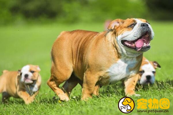 斗牛马士提夫犬和马士提夫犬的区别，一个杂交一个纯种