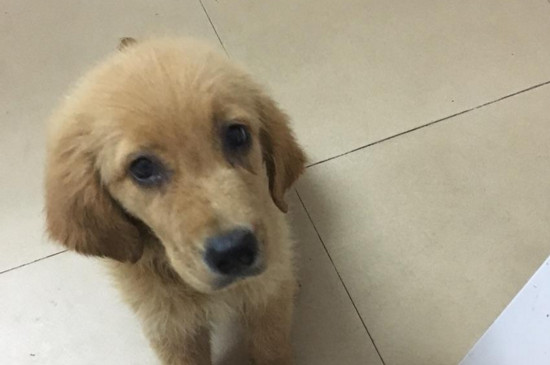 犬瘟症状