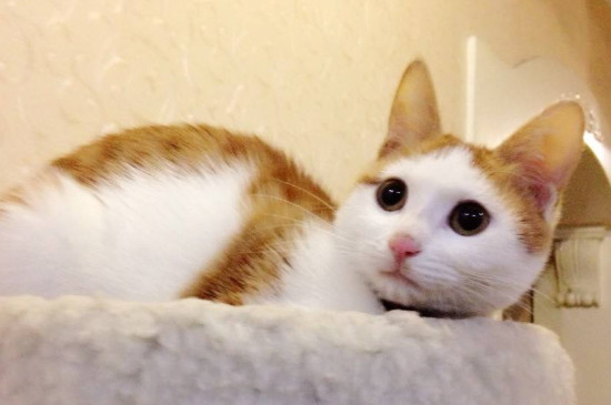 猫咪死后该怎么处理