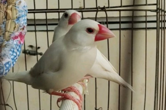 鸟拉稀屎怎样治疗