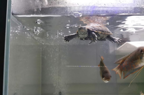 乌龟的饲养方法