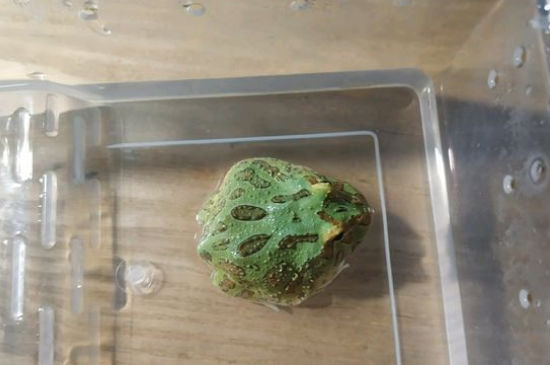 角蛙能吃面包虫吗