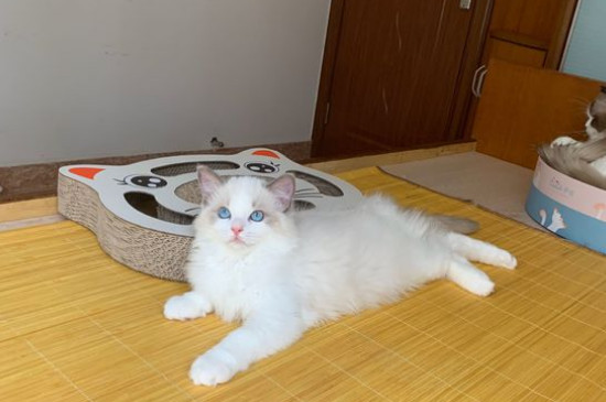 猫咪发烧怎么办