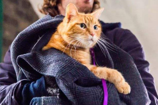流浪猫鲍勃是什么品种