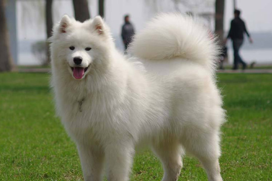 银狐犬和萨摩的区别