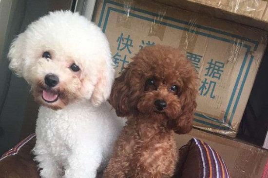 新手养泰迪还是比熊