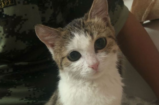 家里为什么不能养双猫