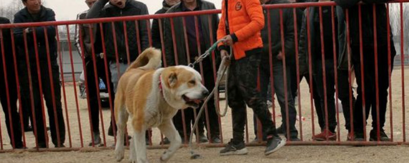 高狼犬和中亚犬的区别