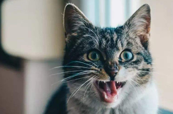 母猫发情多久，母猫发春一般几天
