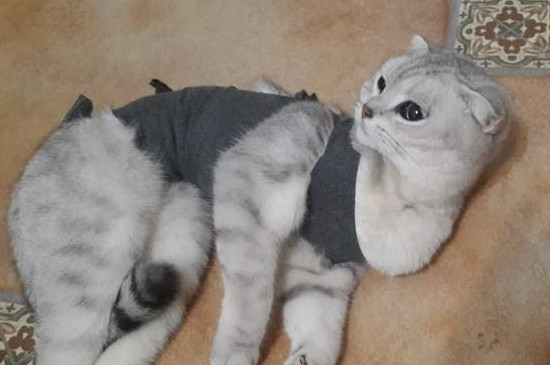 猫去势手术是什么，去势就是给猫咪做绝育