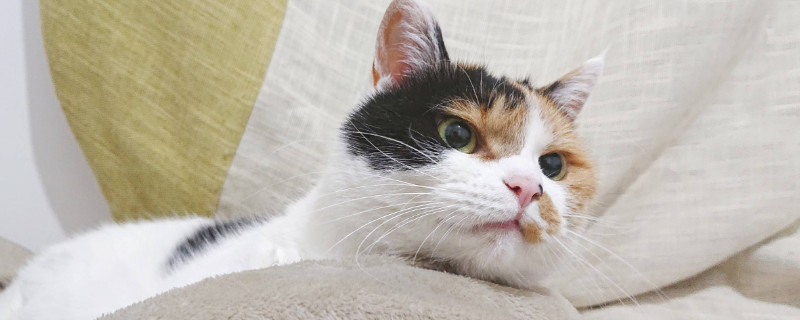 猫踩奶是什么意思