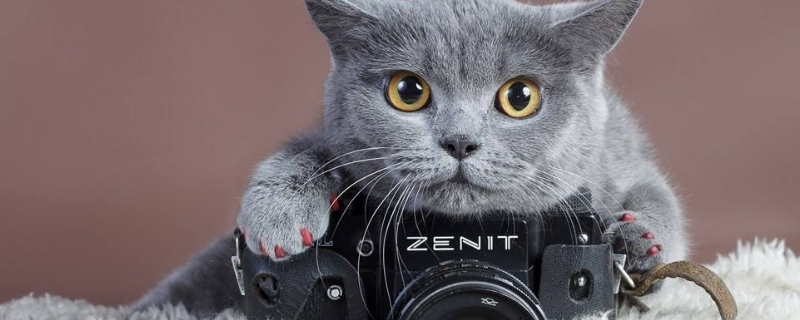 猫打疫苗前后要注意什么