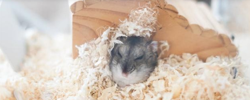仓鼠假死嘴巴会张开吗