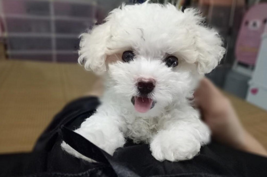 幼犬睡觉抽搐怎么回事