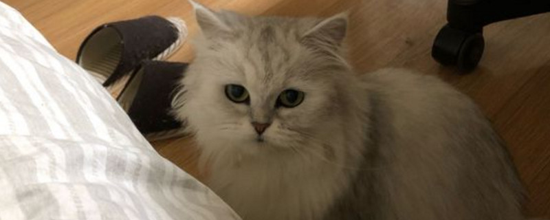 金吉拉属于短鼻猫吗