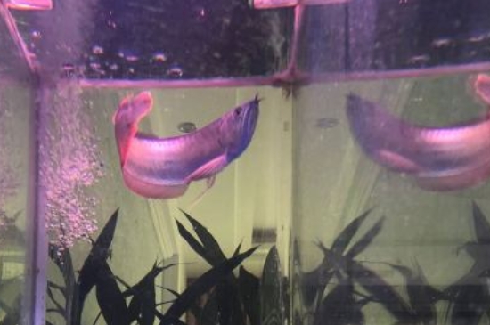 成年龙鱼多少钱一只，龙鱼品种和价格表