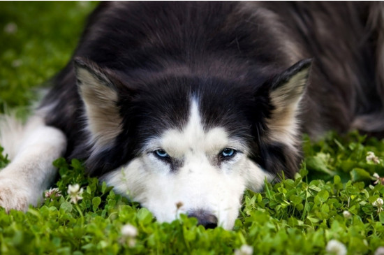 狗有狂犬病的多久会死