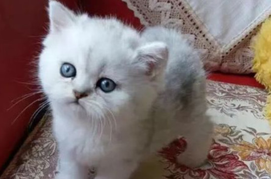 养猫的20个好处