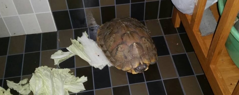 中华草龟吃什么
