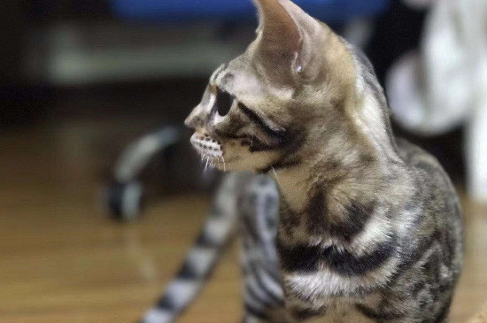 身上有豹纹的猫是什么