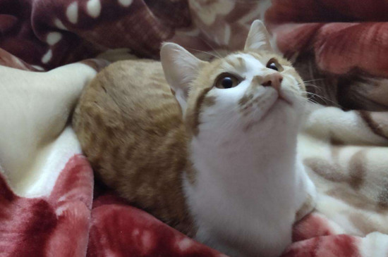 猫肚子鼓鼓的硬硬的