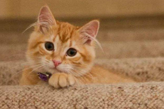 猫耳朵热咋回事